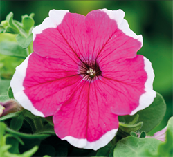Петуния крупноцветковая  ЛИМБО rose picotee -10драже /А12. 2734