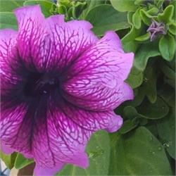 Петуния крупноцветковая  ЛИМБО plum-10драже  /А12.* 2735