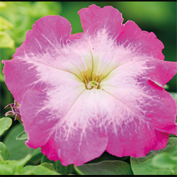 Петуния крупноцветковая ЛИМБО rose morn -10драже/А12. 214