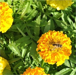 Тагетес прямостоячий Inca II Yellow- 10 шт /Г5.* 5241