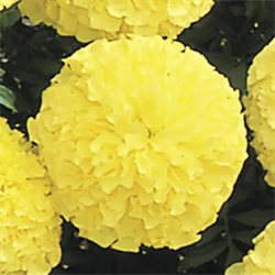 Тагетес прямостоячий Inca II Primrose- 10 шт /Г5. 5243