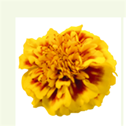 Бархатцы отклоненные Little Hero Fire -10шт/В4. 144