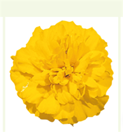 Бархатцы отклоненные Little Hero Yellow -10шт/В4. 145