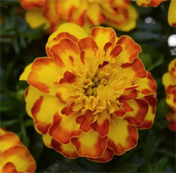 Тагетес отклонённый Flamenco French - 10 шт/В6. 4366 Тагетес отклонённый Flamenco French - 10 шт/В6. 4366