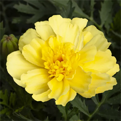 Тагетес отклонённый Алюмия Ванила крем - 10 шт/В4. 4923