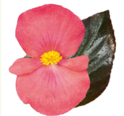 Бегония бенари Биг Делюкс розе бронзовый лист - 3 шт /В7. 2315