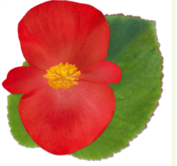 Бегония бенари Биг красная зеленый лист -5 драже /В11. 1498 Бегония бенари Биг красная зеленый лист -5 драже /В11. 1498