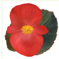 Бегония бенари Биг красная бронзовый лист - 5 драже /В11. 1921