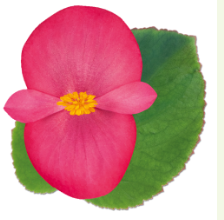 Бегония бенари Биг розе зеленый лист - 5 драже /В11. 2267