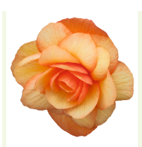 Бегония ампельная ИЛЛЮМИНЕЙШН apricot - 5 драже /В13. 2364