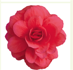 Бегония ампельная ИЛЛЮМИНЕЙШН розе -5 драже /В13. 2368 Бегония ампельная ИЛЛЮМИНЕЙШН розе -5 драже /В13. 2368