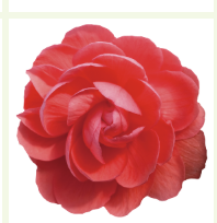 Бегония ампельная ИЛЛЮМИНЕЙШН salmon pink -5 драже /В13. 2369