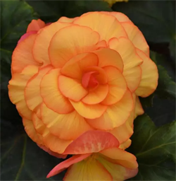 Бегония клубневая On Top Sunset Shades - 5 драже  /В11. 4871