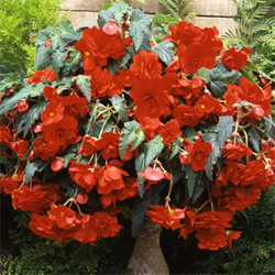 Бегония клубневая Sun Dancer красная- 5 драже  /В9. 4773 Бегония клубневая Sun Dancer красная- 5 драже  /В9. 4773