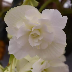 Бегония клубневая Sun Dancer белая - 5 драже  /В9. 4874 Бегония клубневая Sun Dancer белая - 5 драже  /В9. 4874