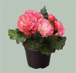 Бегония Нонстоп розовая с каймой - 5драже /В12. 4610