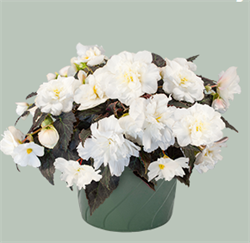 Бегония Нонстоп Мокка белая  - 5драже /В10. 540