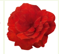 Бегония Нонстоп Мокка скарлет - 5драже /В10. 539