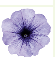 Петуния мультифлора СЕЛЕБРИТИ Blue ice-10 шт /Б8. 790