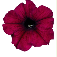 Петуния мультифлора СЕЛЕБРИТИ Burgundy -10 драже /Б8. 792