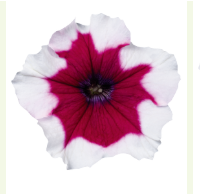 Петуния мультифлора СЕЛЕБРИТИ Бургунди фрост -10 драже /Б8. 793