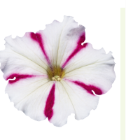 Петуния мультифлора СЕЛЕБРИТИ Бургунди звезда -10 драже /Б8. 794