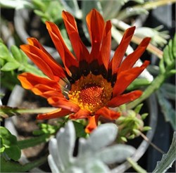 Гацания New Day  Bronze Shades - 5 шт /Е1.* 5215