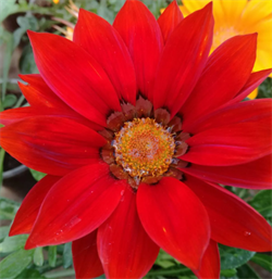 Гацания New Day  Red Shades - 5 шт  /Е1.* 5218 Гацания New Day  Red Shades - 5 шт  /Е1.* 5218