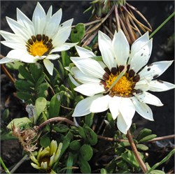 Гацания Биг Кисс White  - 5шт  /Е1.* 5110