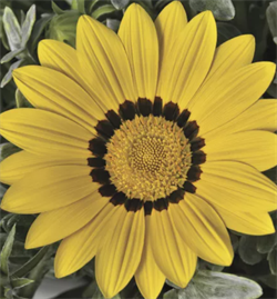 Гацания Кисс Frosty Yellow-5шт   /Е3. 248 Гацания Кисс Frosty Yellow-5шт   /Е3. 248