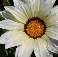 Гацания Кисс Frosty White-5шт   /Е3.* 1235