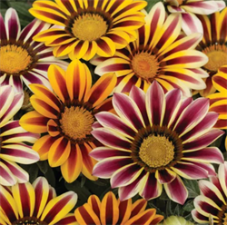 Гацания Кисс Flame Mix-5шт  /Е1.* 247