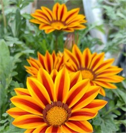 Гацания Кисс Yellow flame-5 шт  /Е1.* 1237 - фото 15755