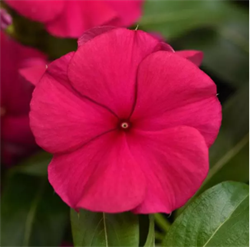 Катарантус  Валиант (VALIANT) бургунди - 5 шт /Е9. 1816