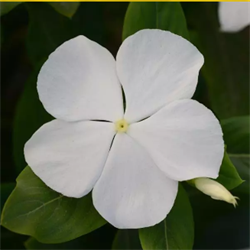 Катарантус  Валиант (VALIANT) белый -5 шт /Е9. 1820