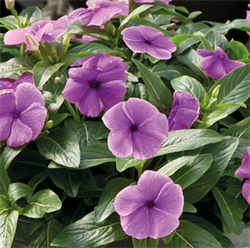 Катарантус ампельный SOLAR Avalanche Блюберри -5 шт /Е8. 5759