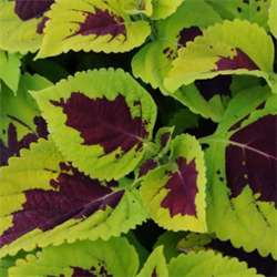 Колеус Конг Lime Sprite - 5 драже  /Д9. 2331