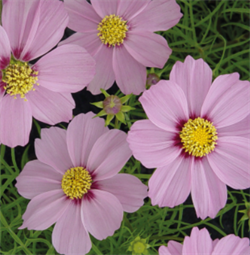 Космея  Casanova Pink - 10 шт /Г15. 4230