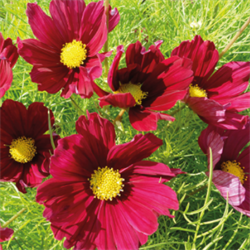 Космея  Casanova Red - 10 шт /Г15. 4231