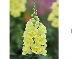 Львиный зев DoubleShot  жёлтый  - 10 шт /Д6. 5600