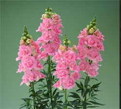 Львиный зев F1 Legend  Double Pink - 10 шт  /Д6. 5631 - фото 15774