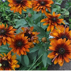 Рудбекия мохнатая Autumn Colors - 5 семян / Г15.* 5840