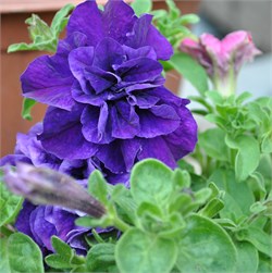 Петуния крупноцветковая махровая F1 Double Cascade синий  -10 драже /Б6..* 226
