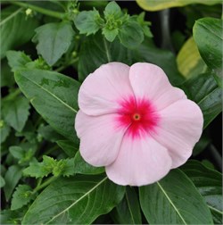 Катарантус VALIANT эприкот - 5 шт /Е9.* 1821