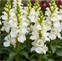 Львиный зев OPUS F1 Fresh white-10шт.  /Д4. 1102 - фото 15792
