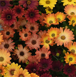 Остеоспермум Akila Sunset Shade  - 3шт/Б1.* 4525