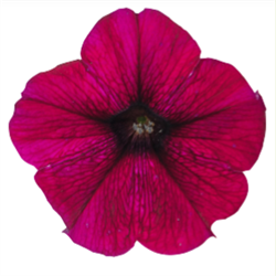 Петуния ампельная SUCCESS burgundy - 5 драже /Б5 1280 Петуния ампельная SUCCESS burgundy - 5 драже /Б5 1280