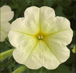 Петуния ампельная ОПЕРА Lemon -5драже/А2. 4748