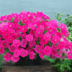 Петуния ампельная Опера F1  Роуз - 5драже/А2. 5010 Петуния ампельная Опера F1  Роуз - 5драже/А2. 5010