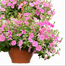 Петуния ампельная ОПЕРА pink  - 5драже/А2. 5502